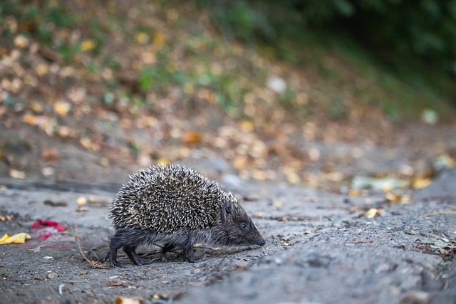 陈冠希作为 陈冠希作为